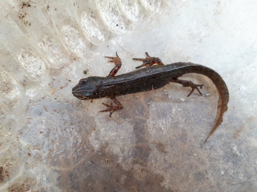 Salamanders